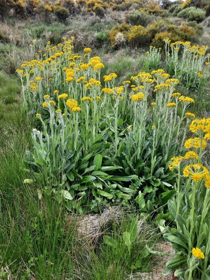 Tephroseris coincyi habit