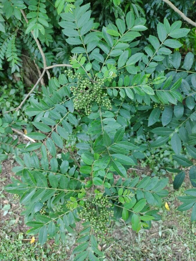 Zanthoxylum rhoifolium leaf