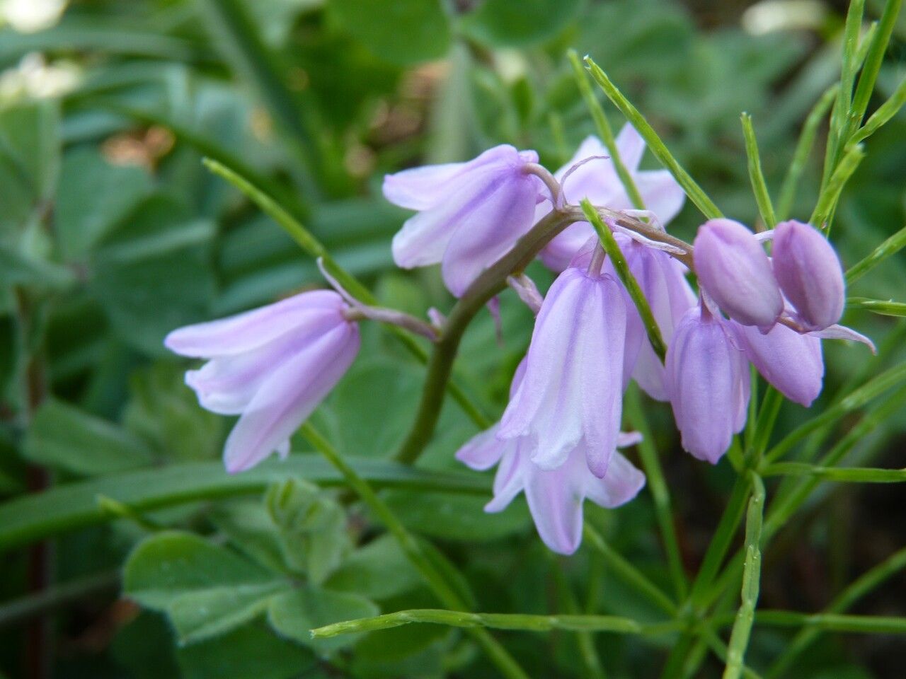 Hyacinthoides hispanica flower