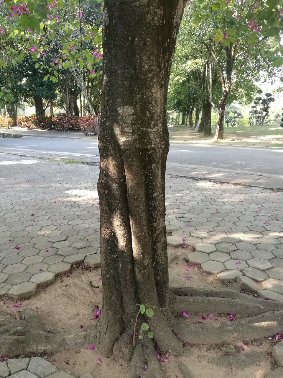 Clerodendrum cyrtophyllum bark
