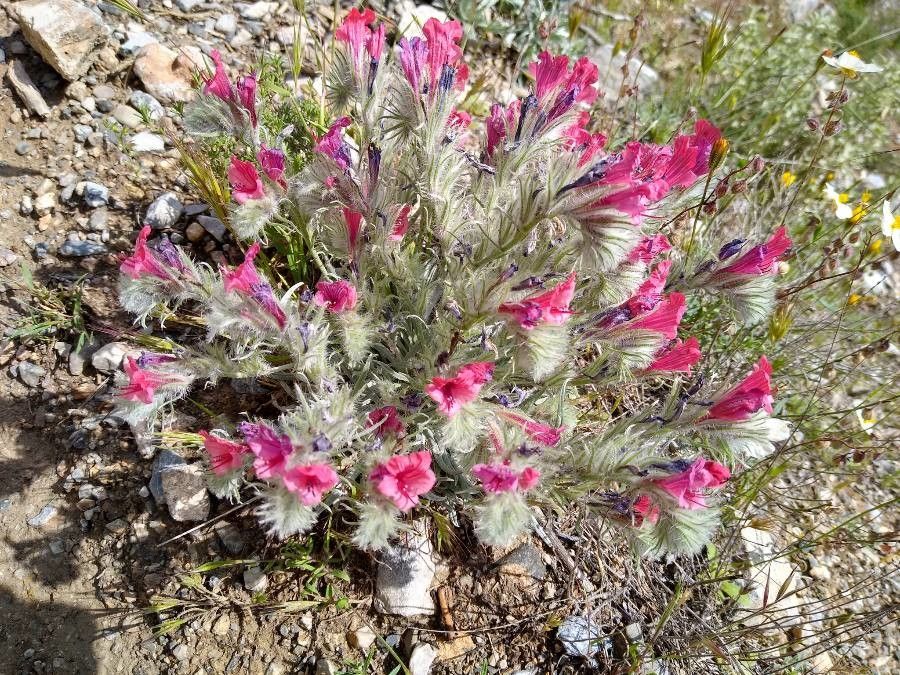 Echium albicans flower