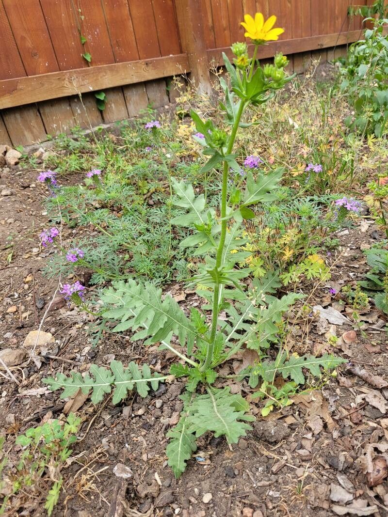 Engelmannia peristenia habit