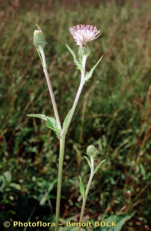 Cirsium x inerme — search result for 'Cirsium'