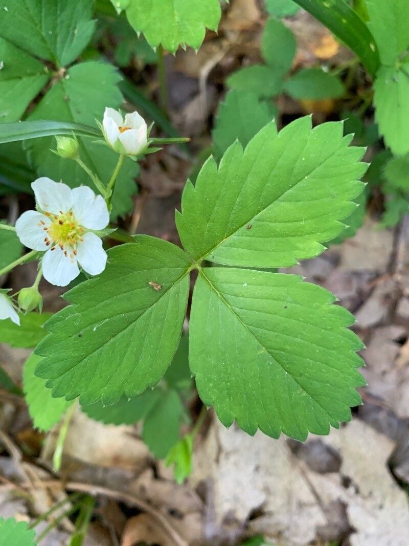 Fragaria virginiana leaf
