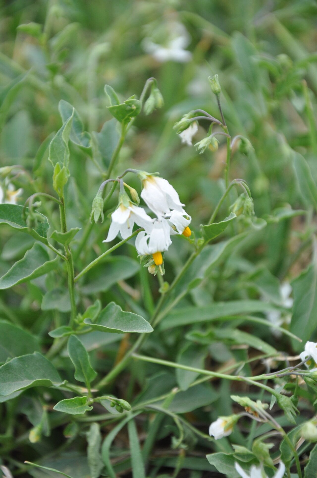 Solanum pygmaeum — houseplant care guide