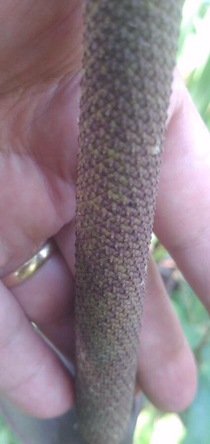 Anthurium hookeri flower