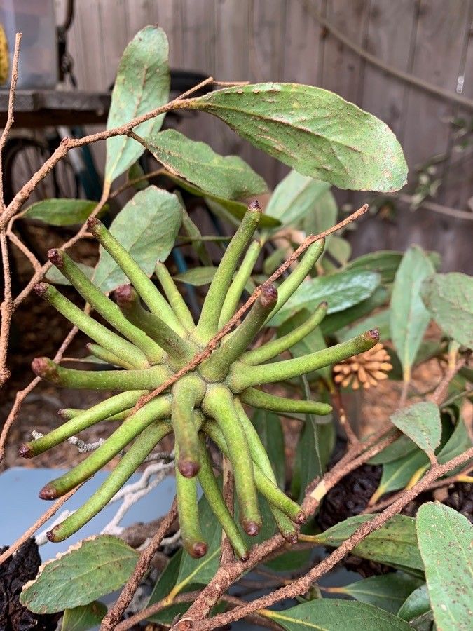 Eucalyptus lehmannii flower