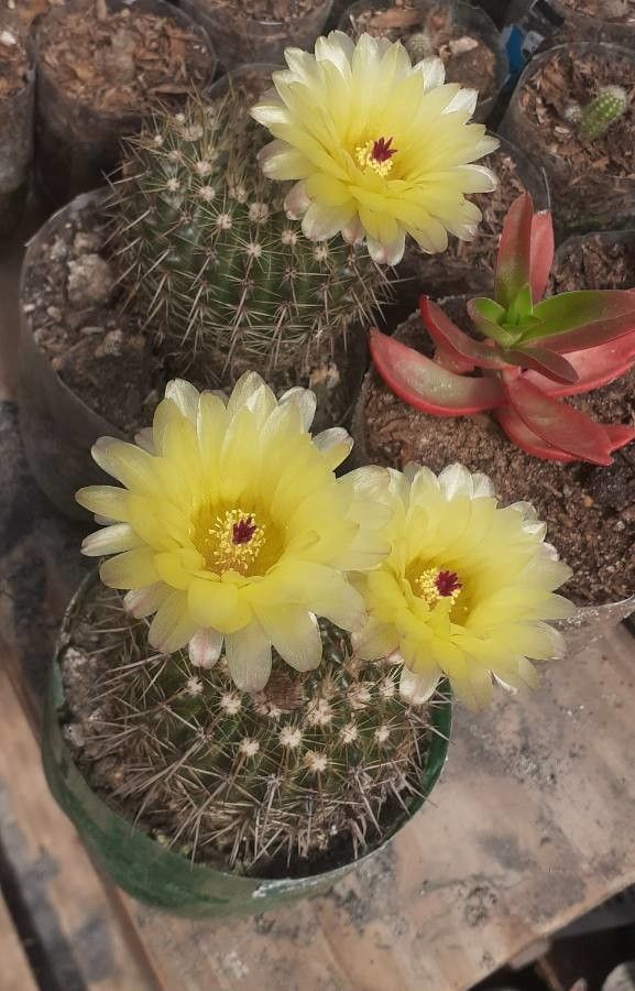 Parodia erubescens flower