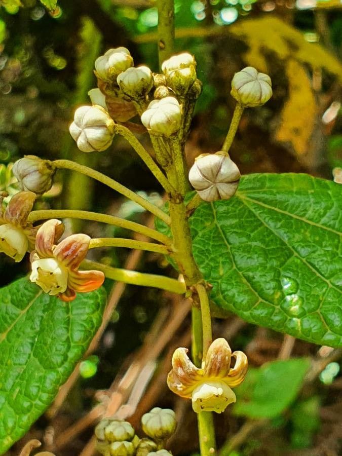 Cynanchum gonoloboides flower