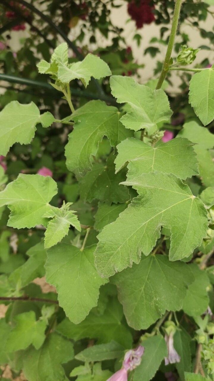 Malva olbia leaf