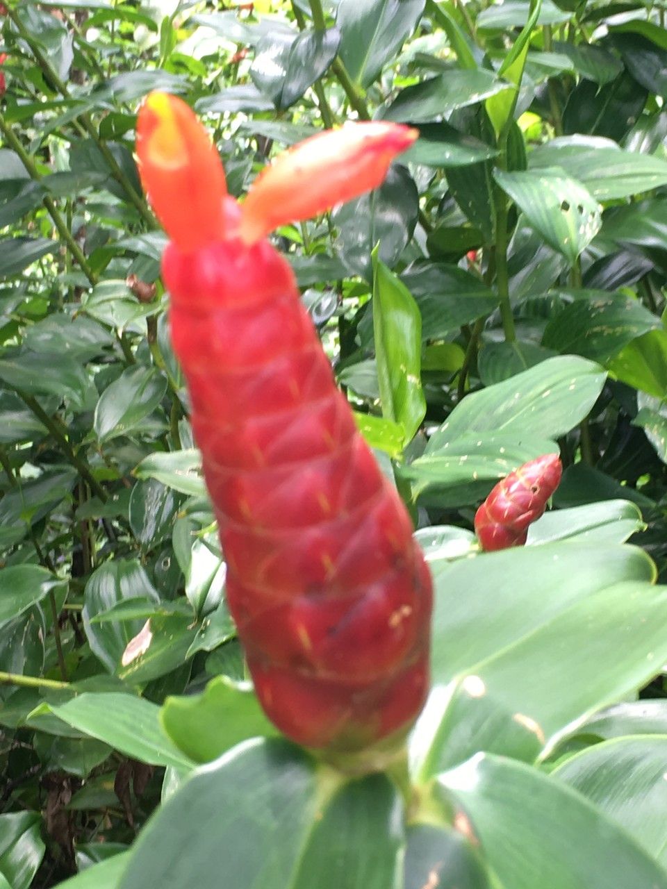 Costus woodsonii flower