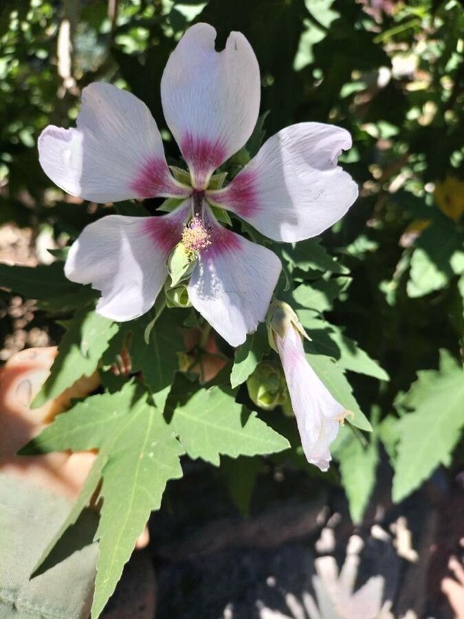 Malva acerifolia flower