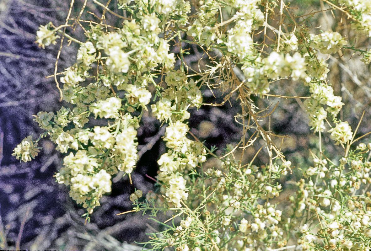 Ambrosia salsola — houseplant care guide