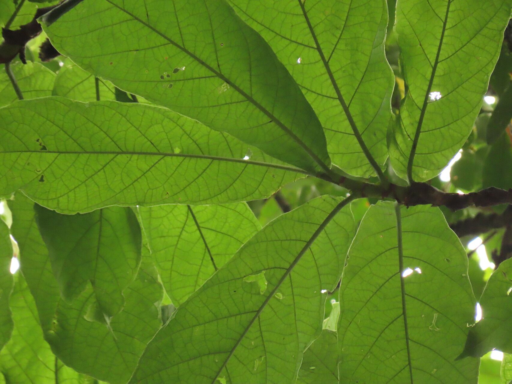 Coccoloba tuerckheimii — search result for 'Guatemala'