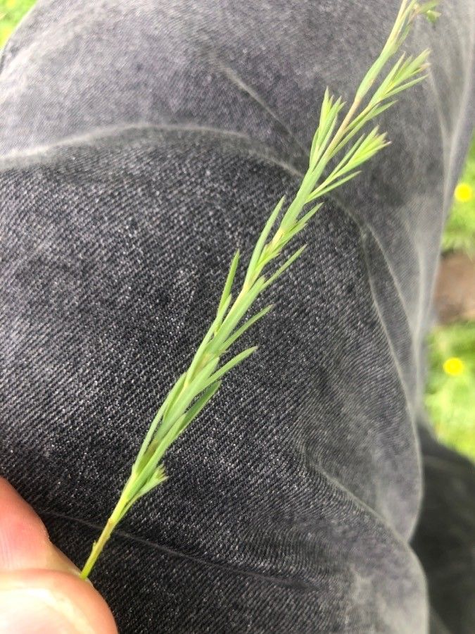 Linum perenne — search result for 'Linaceae'