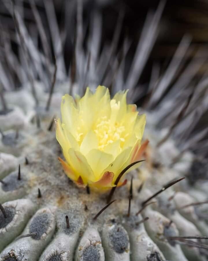 Copiapoa malletiana flower