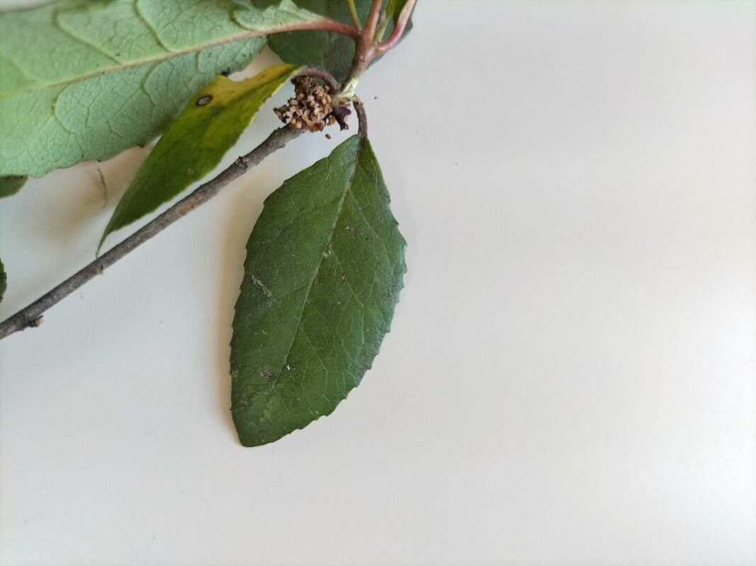 Crinodendron patagua leaf