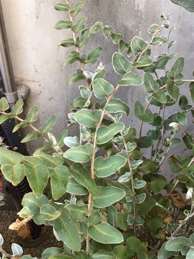 Hemionitis vestita — houseplant care guide