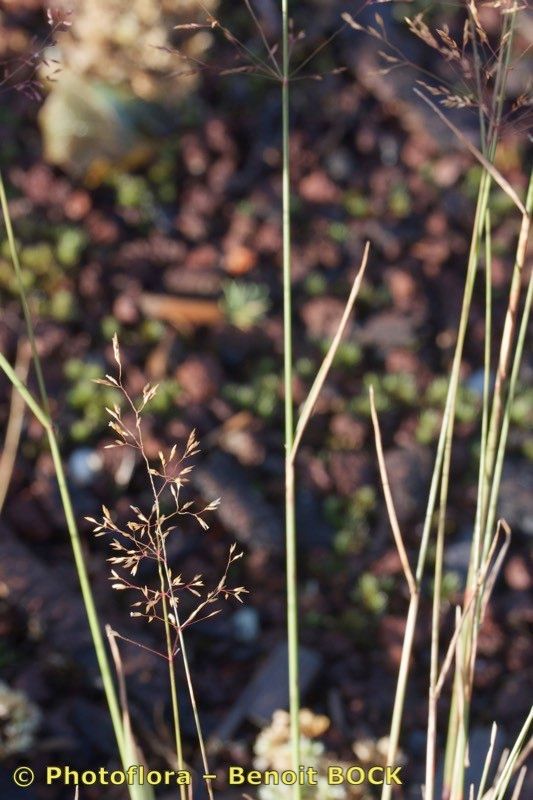 Agrostis marysae-tortiae habit