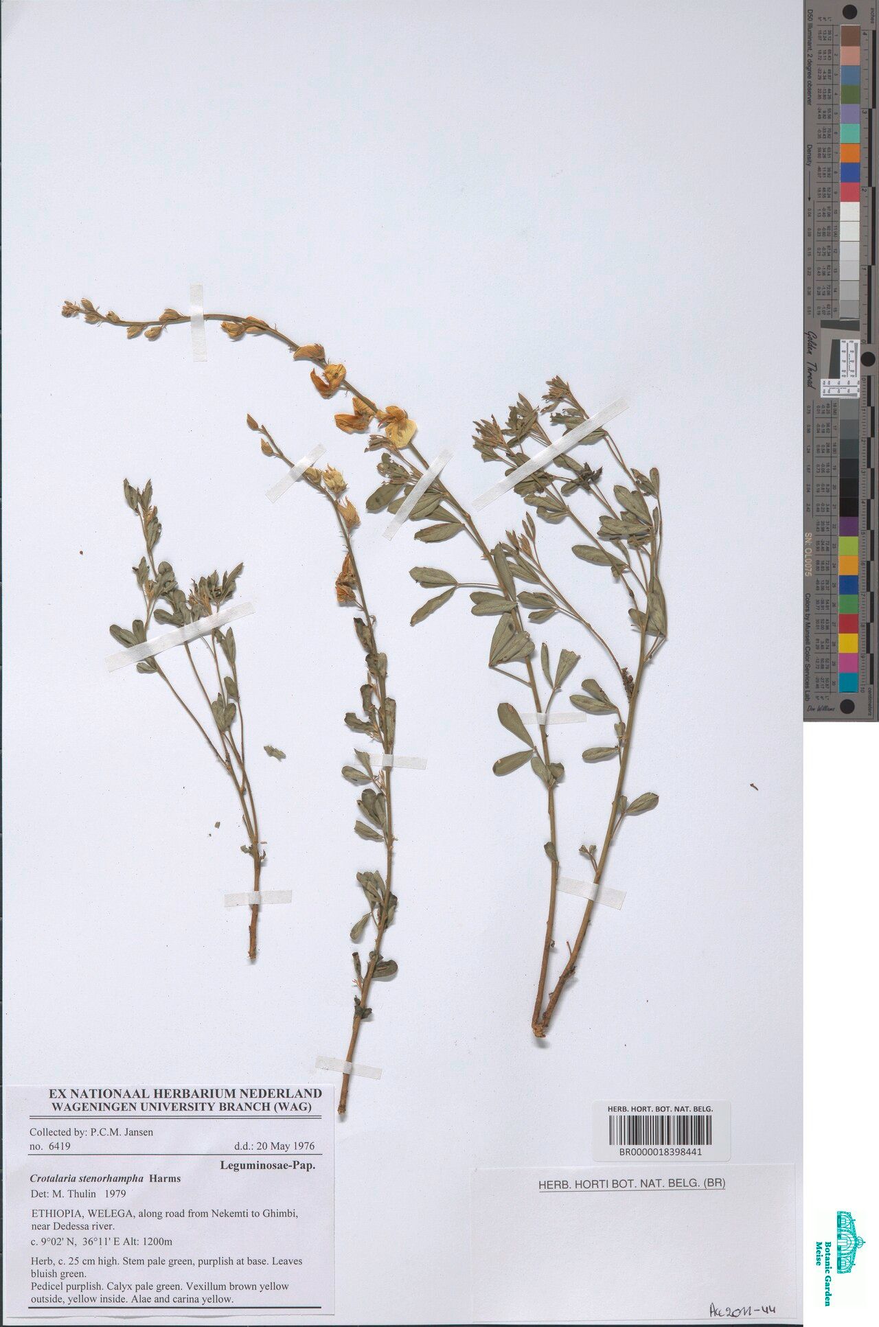 Crotalaria stenorhampha — houseplant care guide