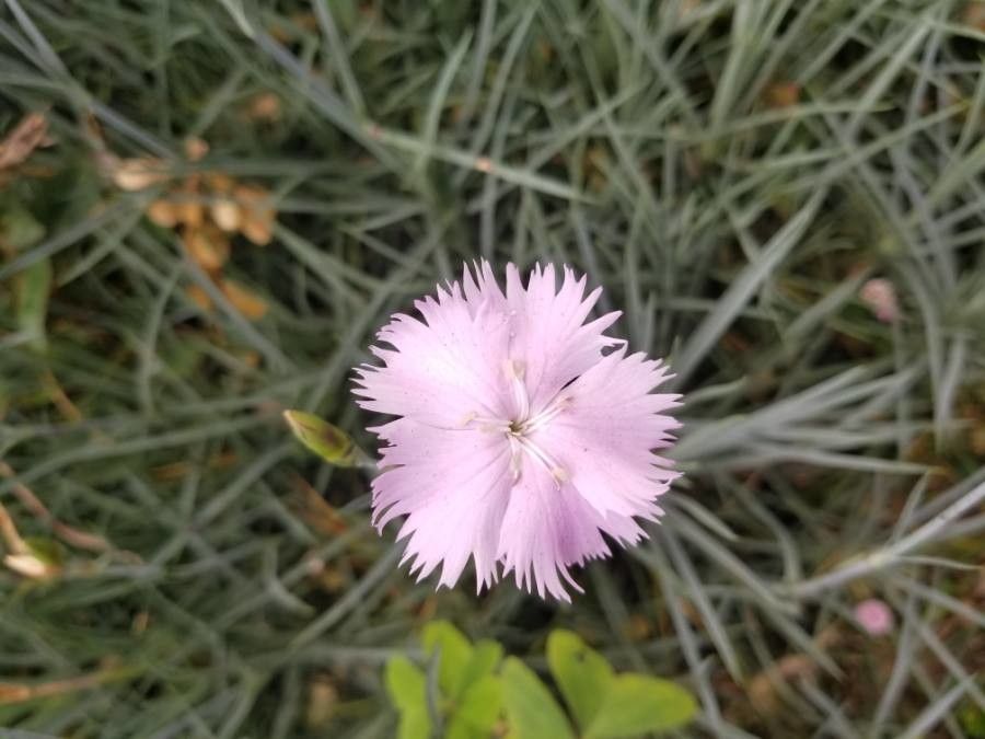 Dianthus plumarius flower
