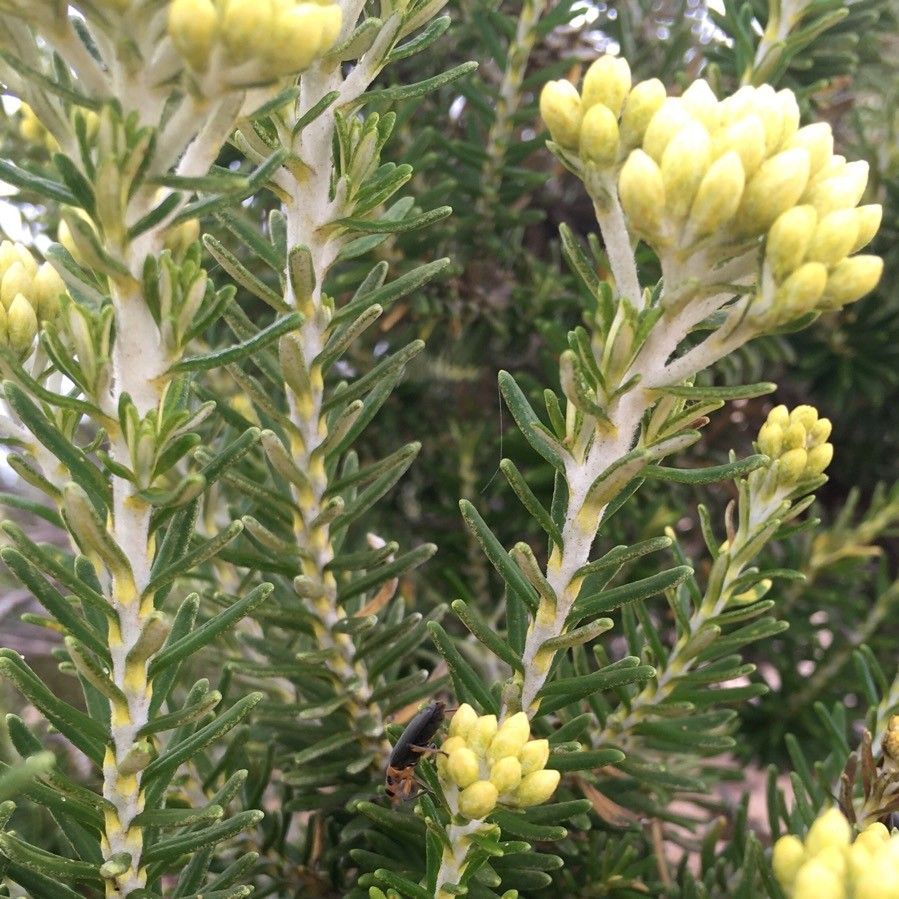 Ozothamnus turbinatus — houseplant care guide