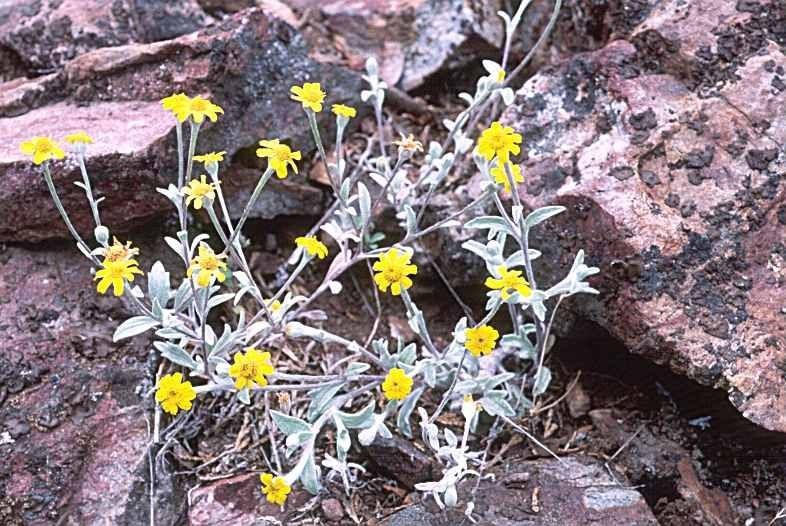 Eriophyllum congdonii habit