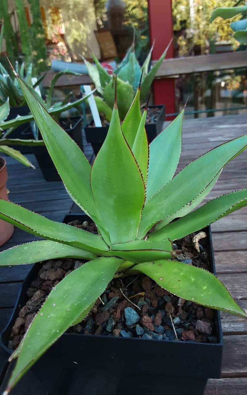 Agave chiapensis habit