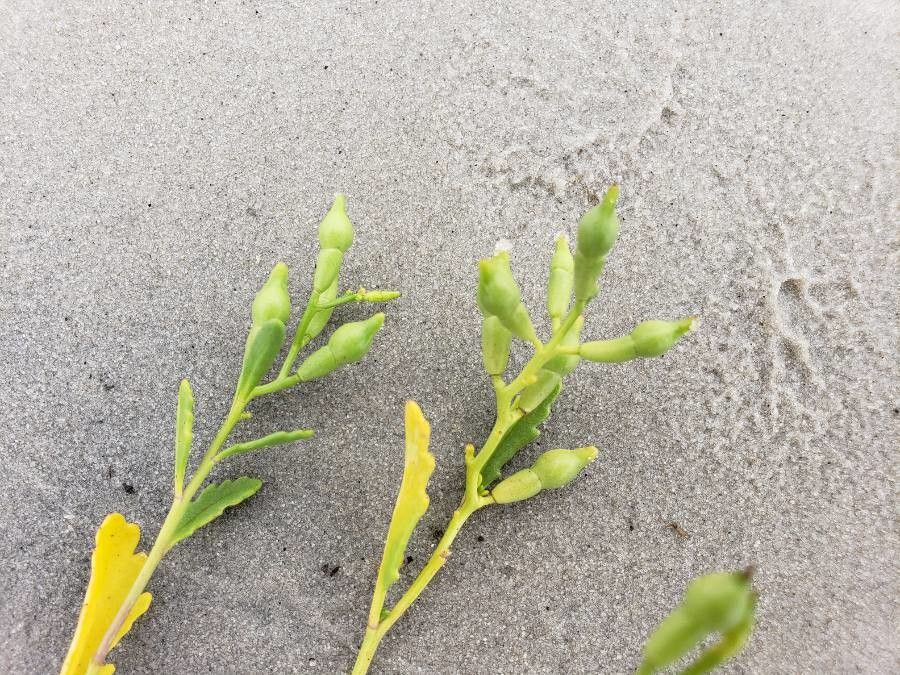 Cakile edentula fruit