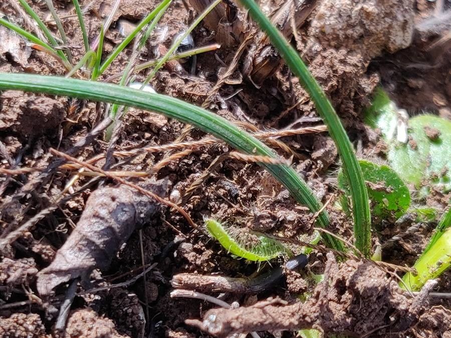 Romulea arnaudii leaf