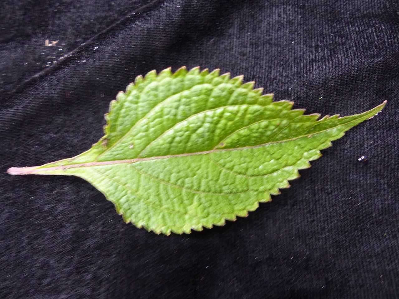 Isodon coetsa — related species from the same genus