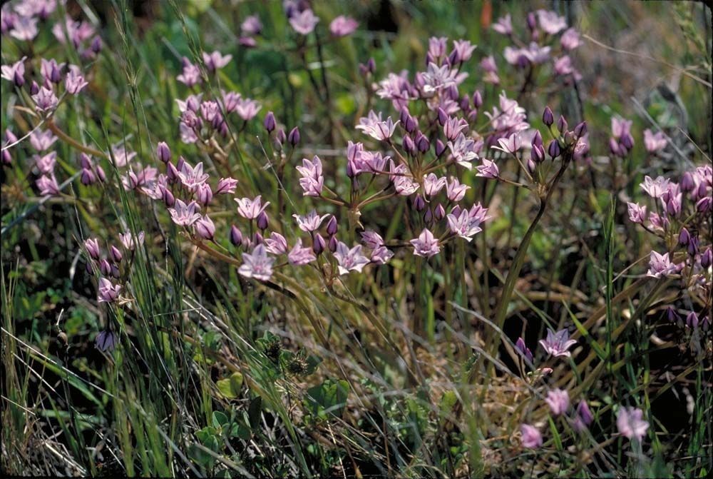 Allium praecox flower