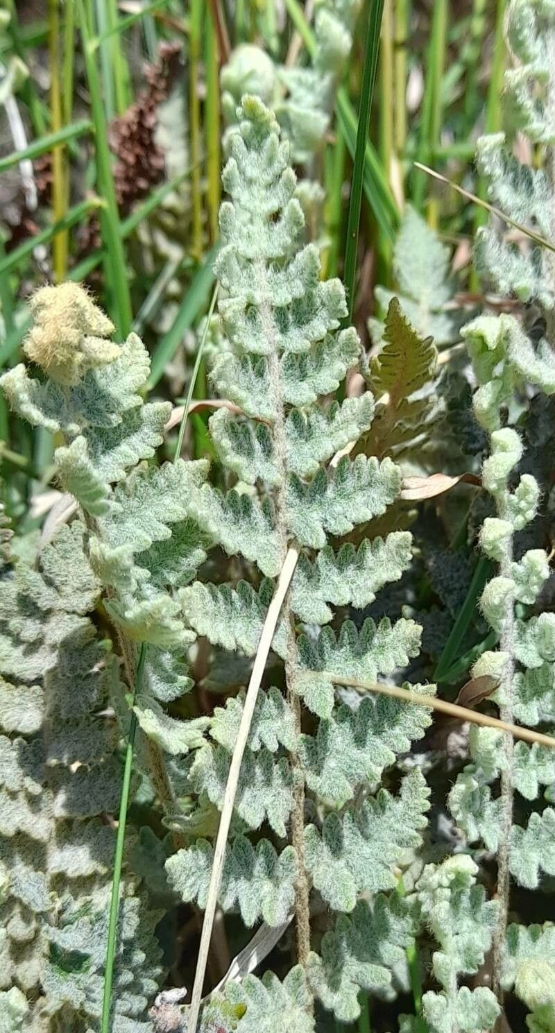 Cheilanthes buchtienii — search result for 'Cheilanthes'