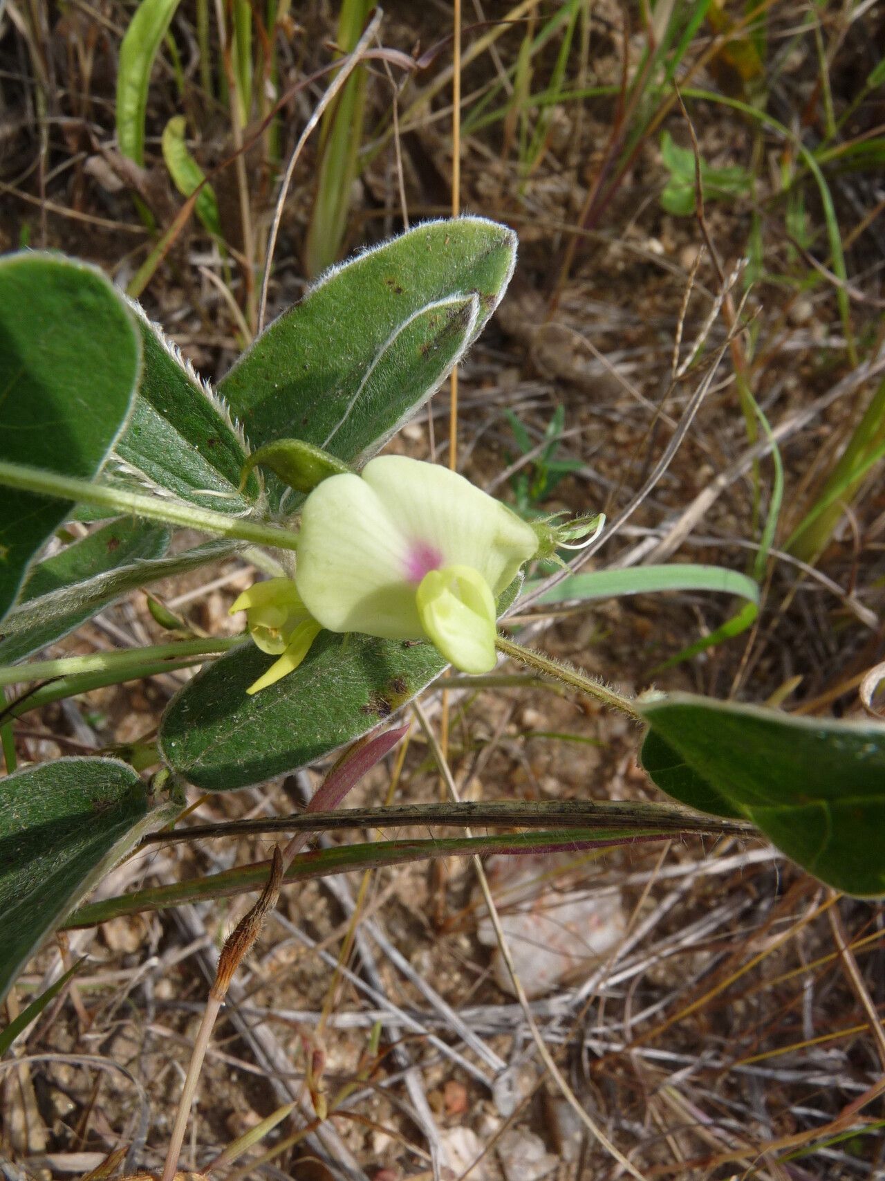 Macrotyloma maranguense — houseplant care guide