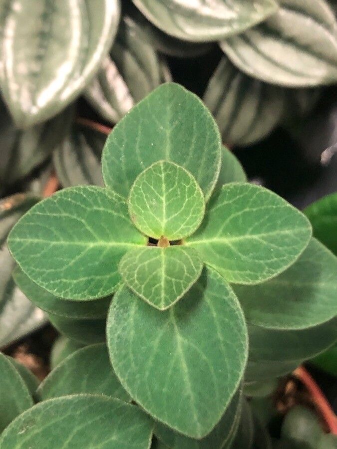 Peperomia verticillata — search result for 'Peperomia'