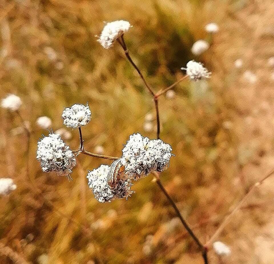 Gypsophila glomerata flower