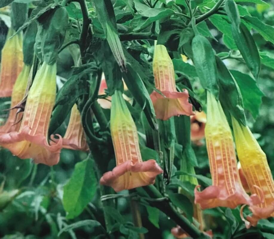 Brugmansia × rubella — search result for 'Brugmansia'