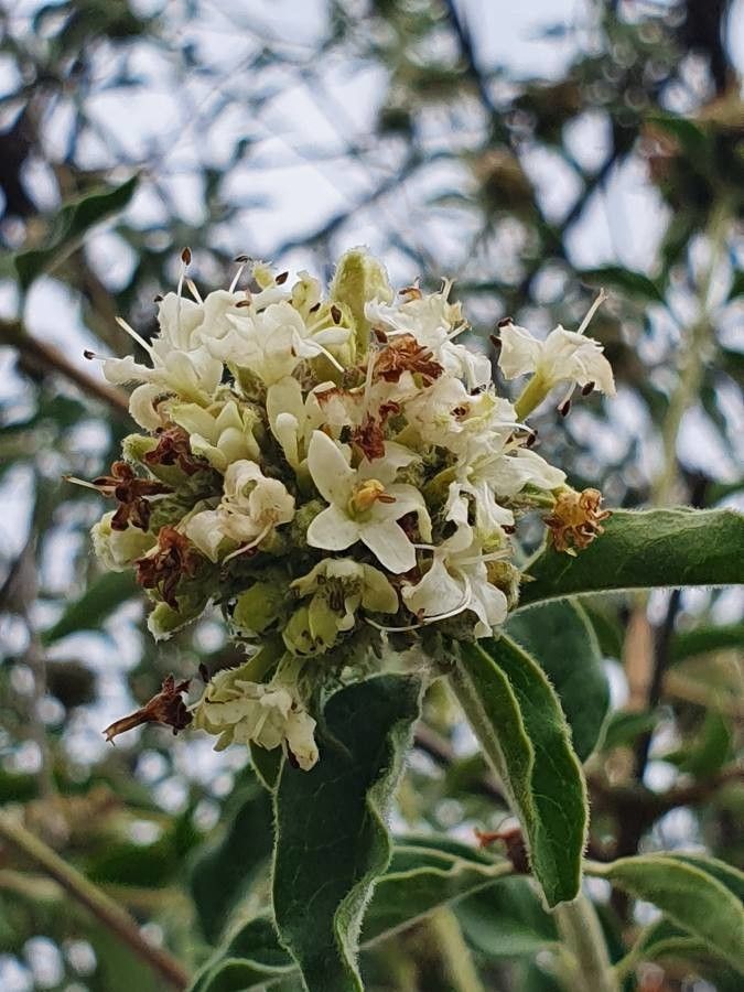 Volkameria eriophylla flower