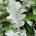 Dimorphotheca sinuata