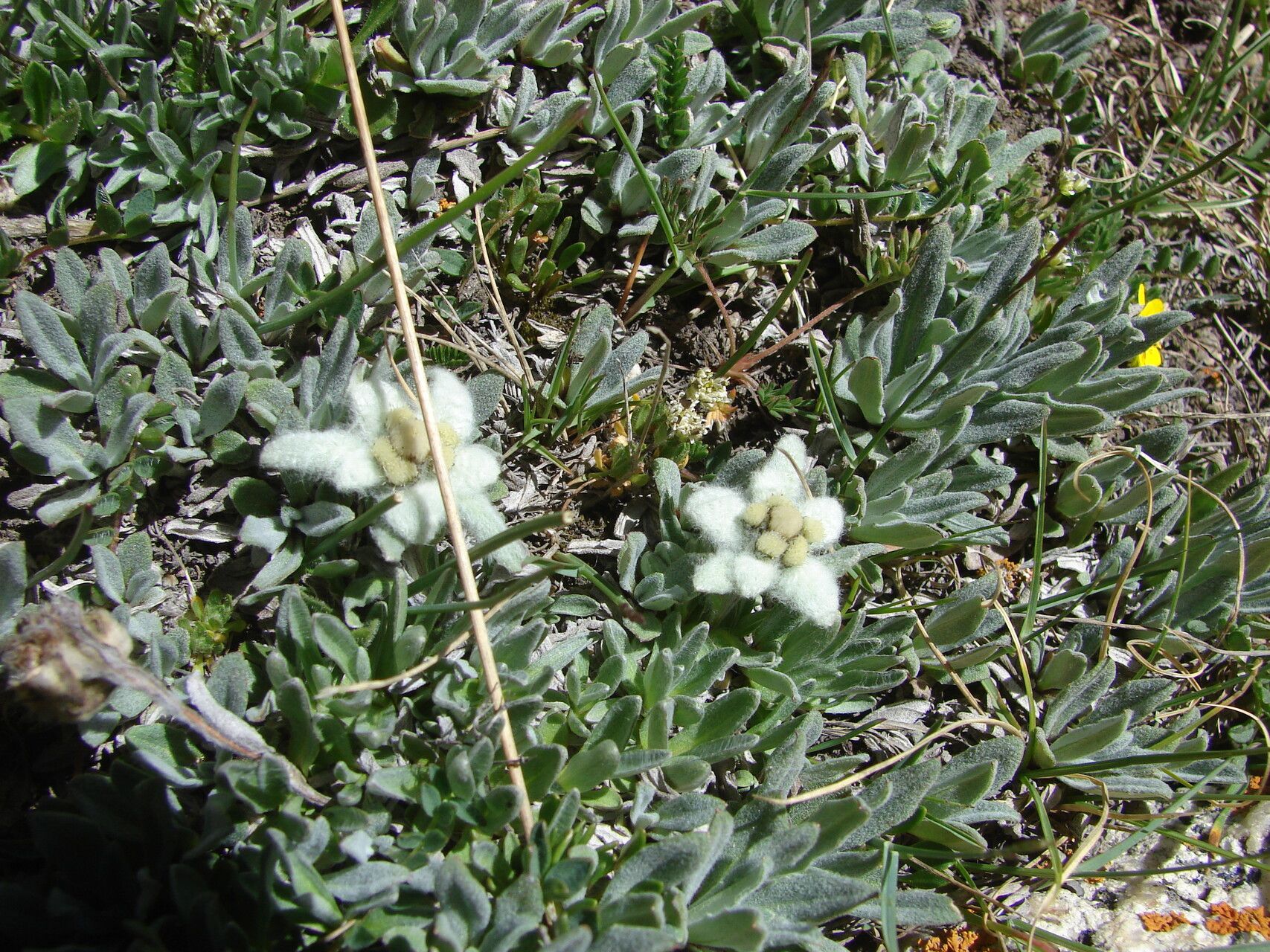 Leontopodium leontopodinum flower