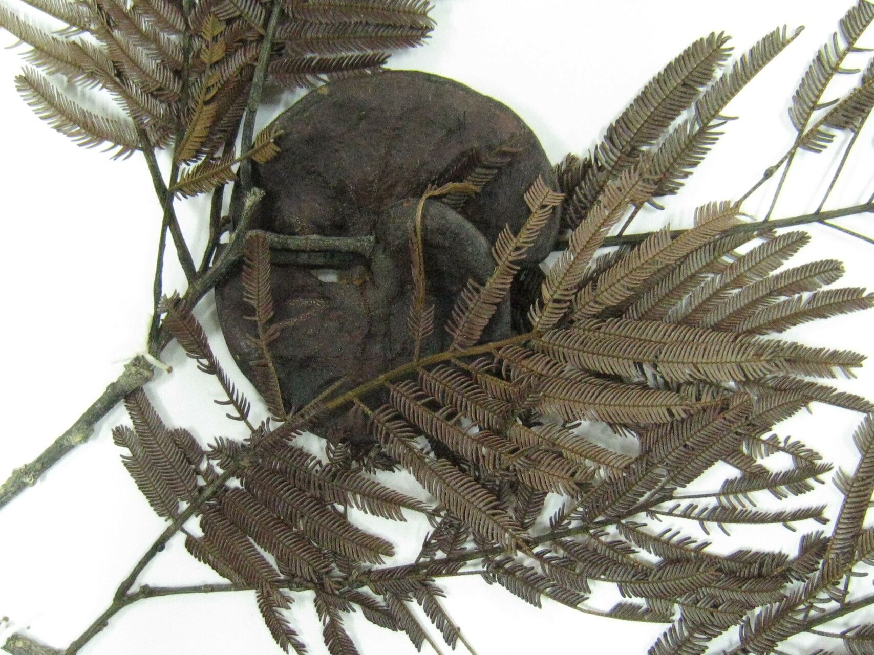 Enterolobium schomburgkii other