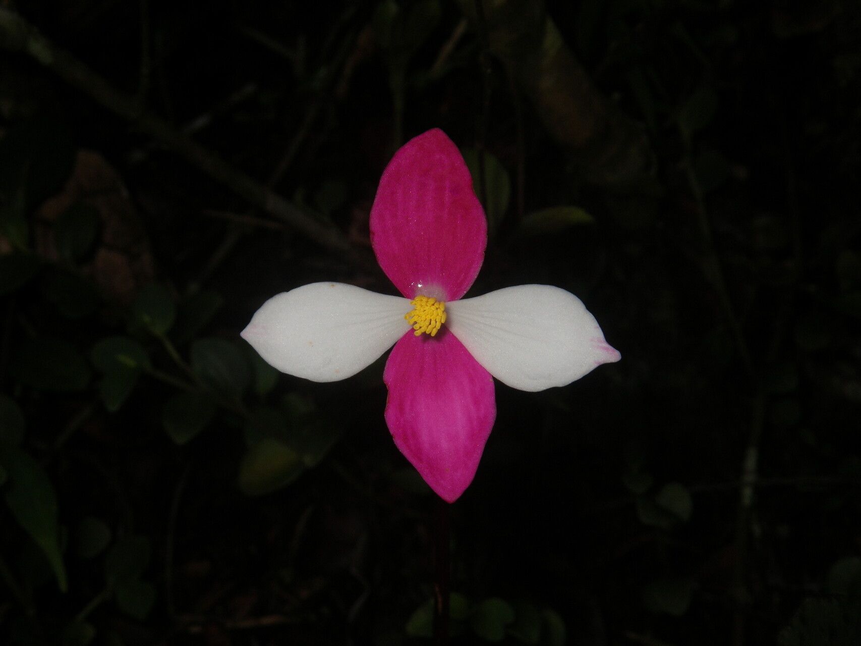 Begonia betsimisaraka flower