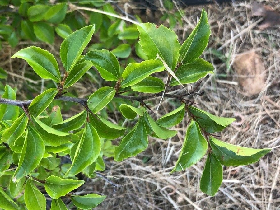 Paliurus ramosissimus — related species from the same genus