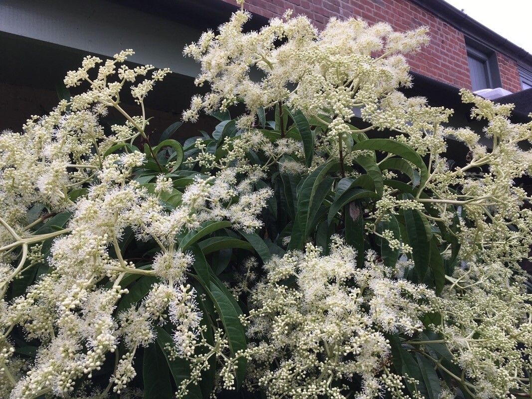 Pileostegia viburnoides flower