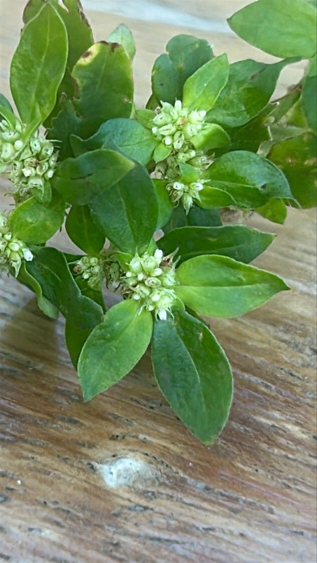 Spermacoce exilis flower