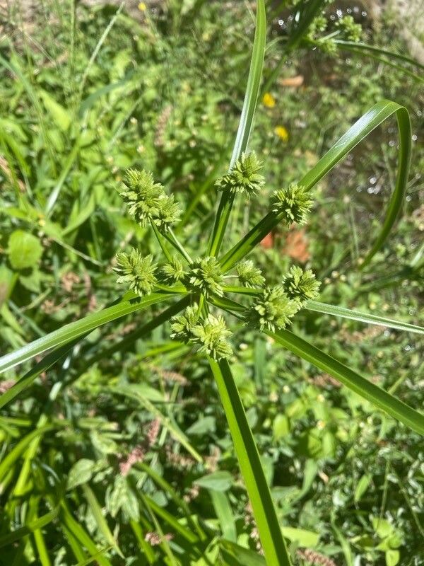 Cyperus virens leaf
