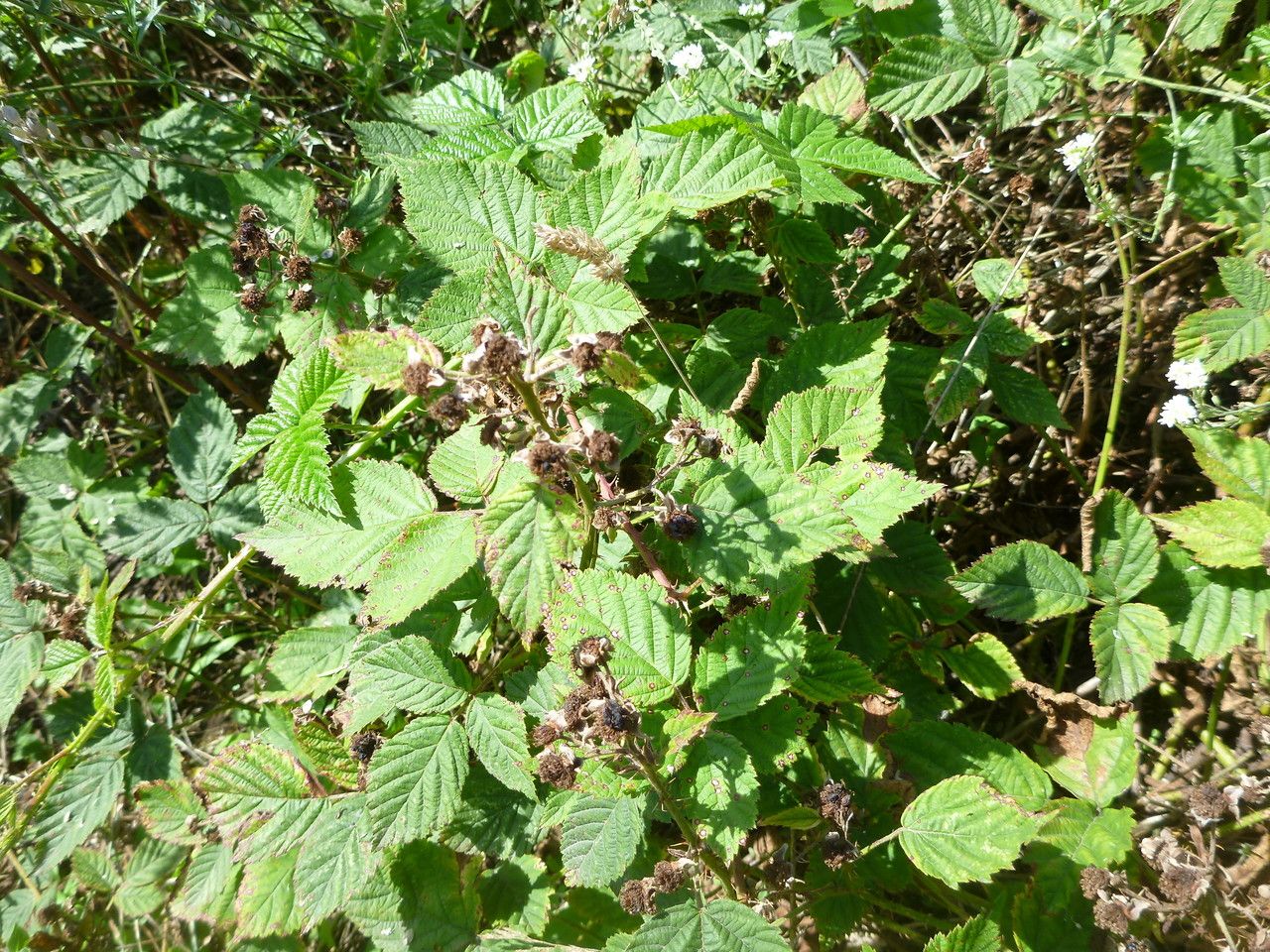 Rubus vanwinkelii habit