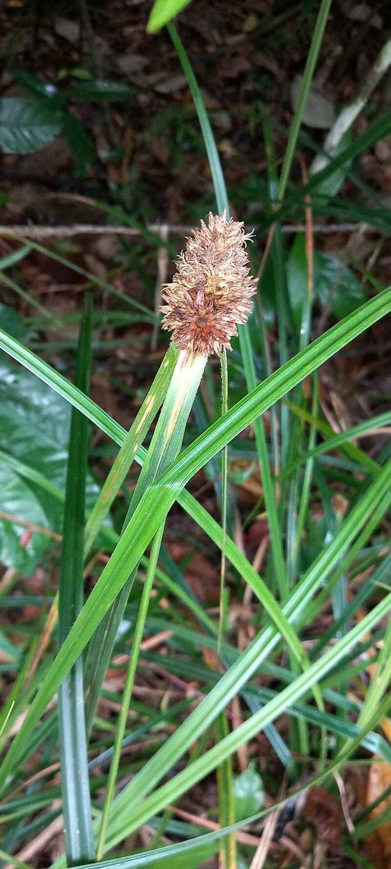 Rhynchospora cephalotes — houseplant care guide