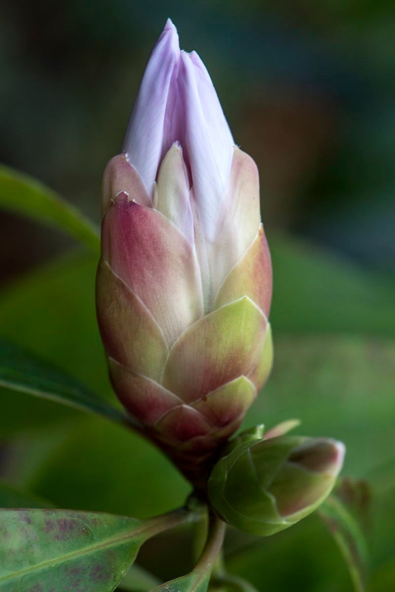 Rhododendron westlandii — houseplant care guide