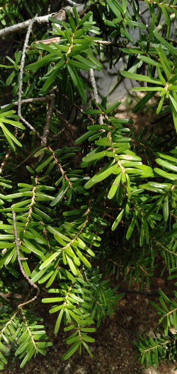 Tsuga diversifolia leaf